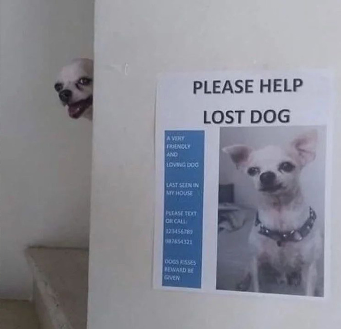 Cursed meme of help lost dog sign