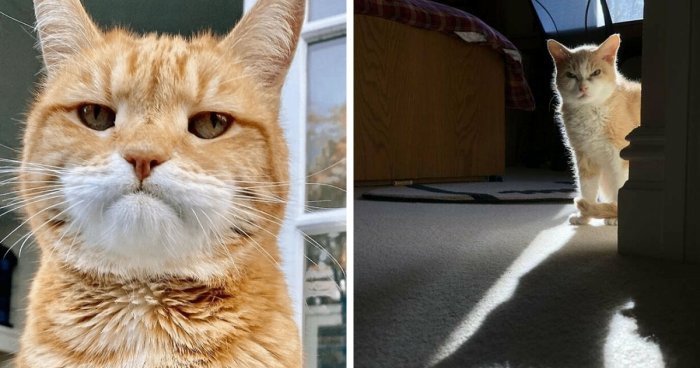 110 Angry Cats That Look More Cute Than Furious