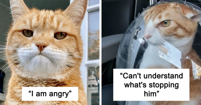 110 Pics Of Cats Looking Angry That Might Make You Love Them Even More