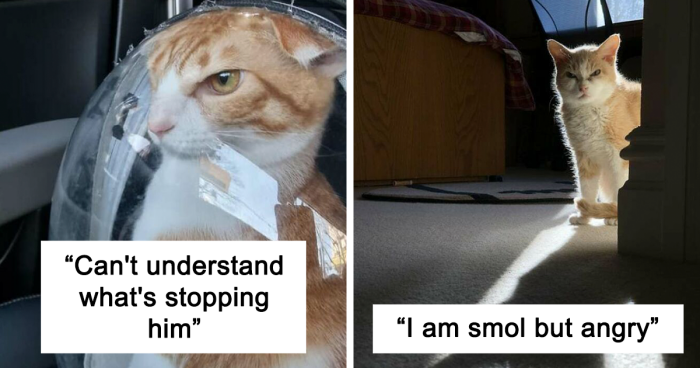 It’s Impossible For Cats To Not Look Cute And These 110 Pics Of Their Angry Faces Prove It