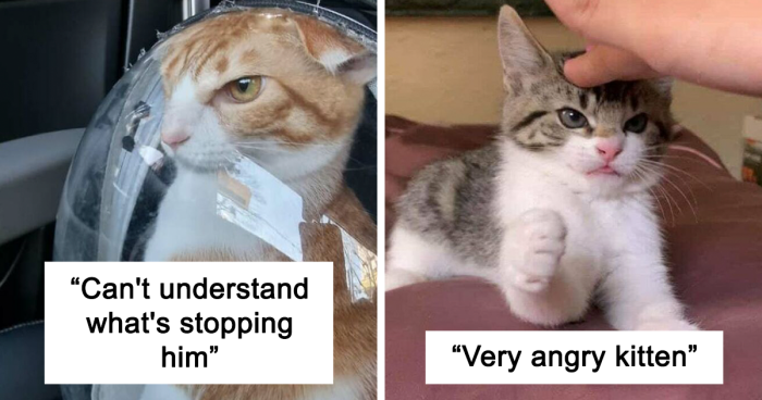 110 Cats Who Woke Up And Chose Violence, But Didn't Forget The Cuteness Either