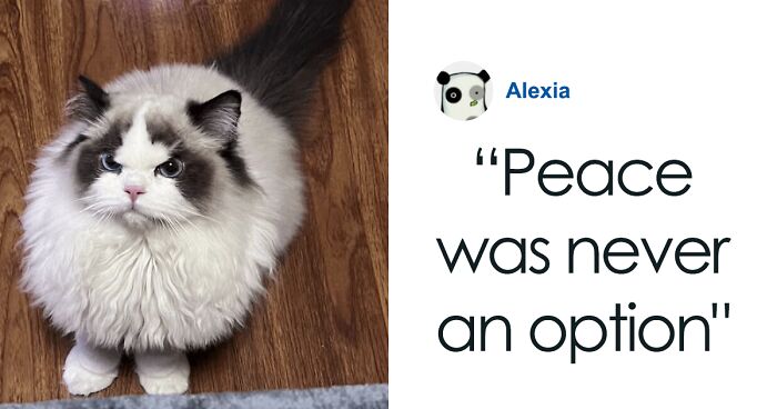 110 Times People Captured Angry Cats That Still Couldn’t Hide Their Cuteness