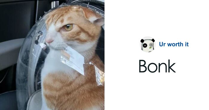 110 Pics Of Dangerously Cute Angry Cats That Seem Bent On World Domination