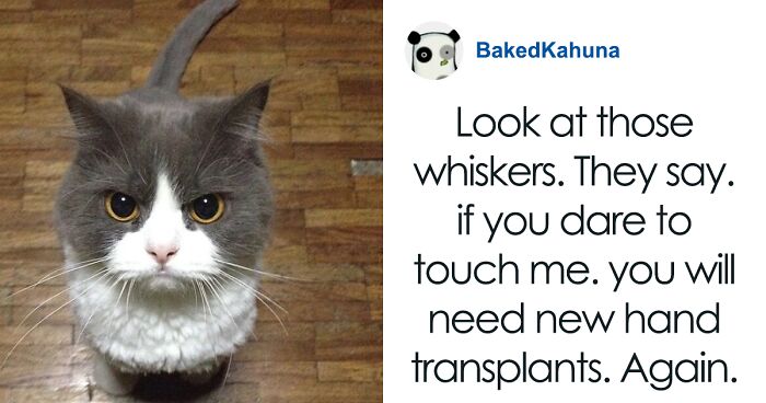 110 Times People Just Had To Snap A Pic Of Their Angry, But Cute Cats