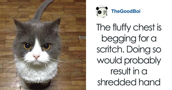 110 Of The Most Adorably Angry Cats