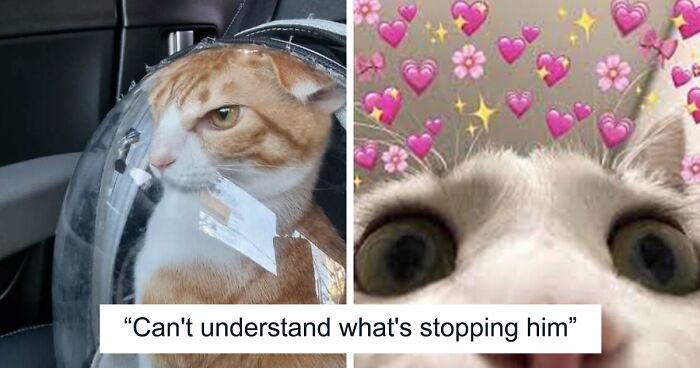 110 Cats Who Definitely Came To The Dark Side While Remaining The Cutest Beings In The Galaxy