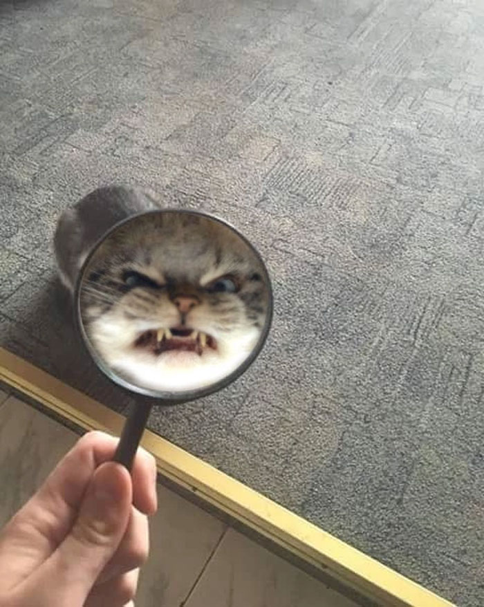 40 Times People Just Had To Snap A Pic Of Their Angry, But Cute Cats ...