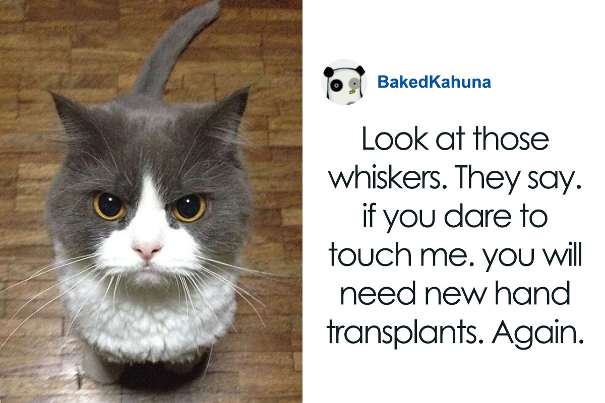 40 Times People Just Had To Snap A Pic Of Their Angry, But Cute Cats |  Bored Panda
