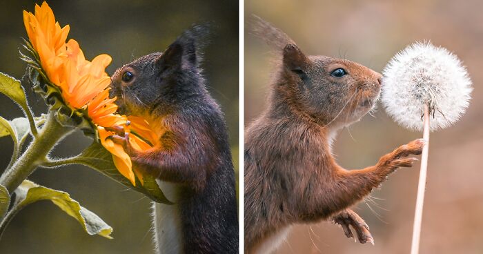 My 19 Photographs Featuring Squirrels And Birds Interacting With Flowers