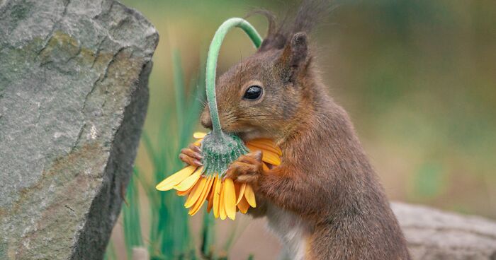 I Teamed Up With A Belgian Flower Artist To Take Adorable Pictures Of Squirrels And Birds Interacting With Flowers (19 Pics)