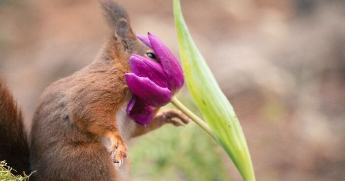 My 19 Photographs Featuring Squirrels And Birds Interacting With Flowers