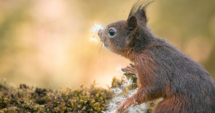 My 19 Photographs Of Squirrels And Birds Alongside Flowers