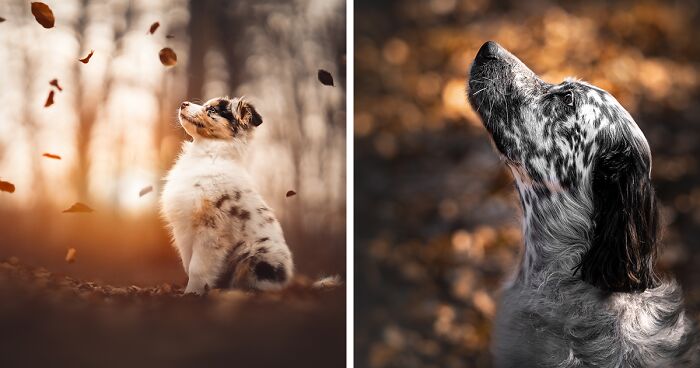 I Capture The Whimsical Side Of Dogs In My Photos (34 Pics)