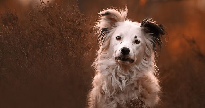 I Became Passionate About Dog Photography After Getting My Own Dog (34 Pics)