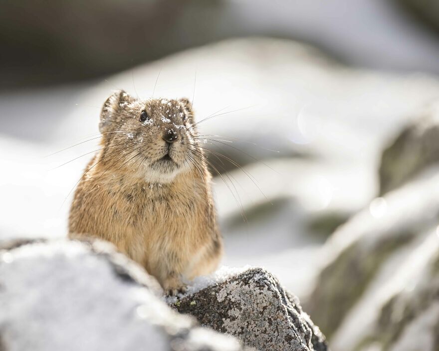 The Real-Life Pikachu: My 26 Pictures Of The American Pika (New Pics ...