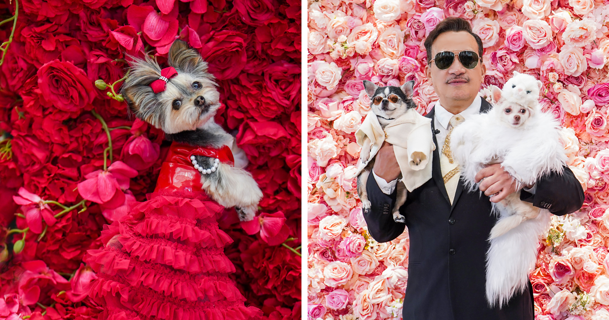 Anthony Rubio Dog Fashion Met Gala - Chihuahuas in Met Gala Fashion