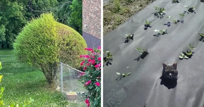 This IG Page Collects Pics Of The Ugliest Gardens, Here Are 78 Of The Worst Ones (New Pics)