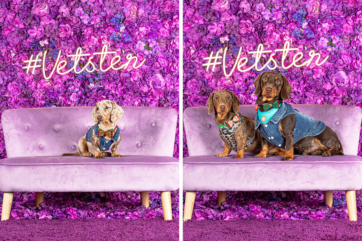 https://www.boredpanda.com/blog/wp-content/uploads/2023/06/happy-national-dachshund-day-vetster-cover_800.jpg