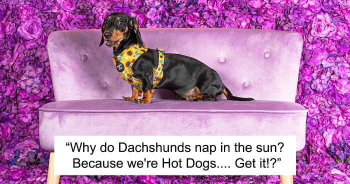 We Set Up A Photo Booth To Celebrate National Dachshund Day, And Here’s The Result (19 Pics)