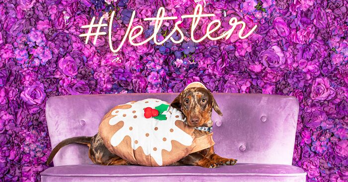 19 Funny Photos Of Dachshunds We Took In Our Vetster Photo Booth