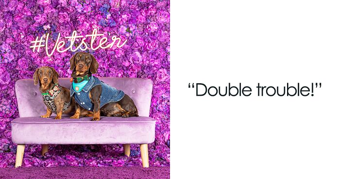 Happy National Dachshund Day: We Set Up A Photo Booth To Photograph Stunning Dachshund Models (19 Pics)