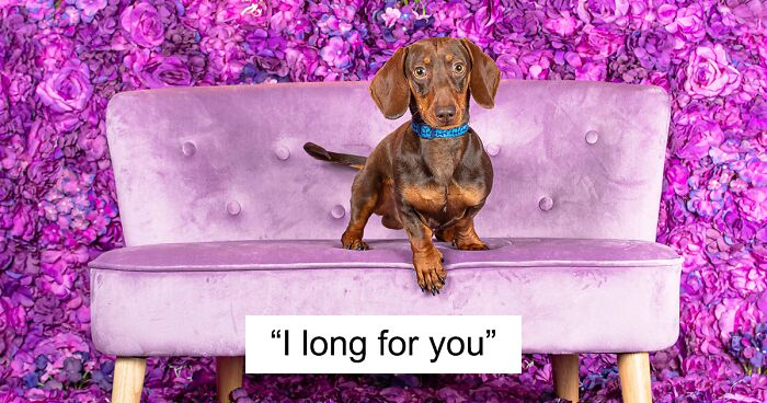 We Set Up A Themed Photo Booth And Took 19 Pictures Of Dachshunds