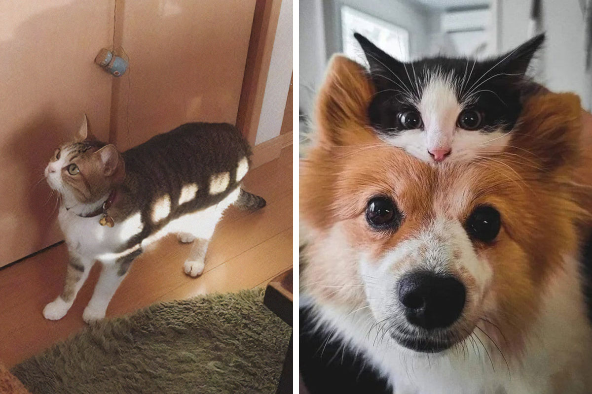 30 Hilarious Cat Pics To Boost Your Mood
