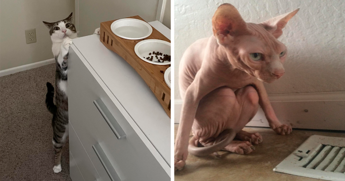 “What’s Wrong With Your Cat”: 148 Kitties That Seem To Have Malfunctioned (New Pics)