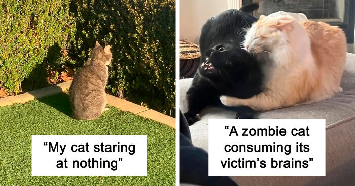 148 Times Cats Confused Their Humans So Much, They Got Posted On The “What’s Wrong With Your Cat” Online Group (New Pics)