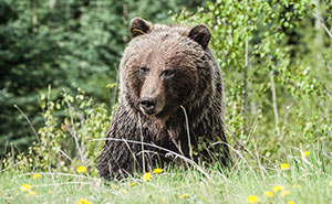 Rude Know-It-All Karen Dares To Trek A Trail Known For Its Bear Sightings, Instant Regret Kicks In