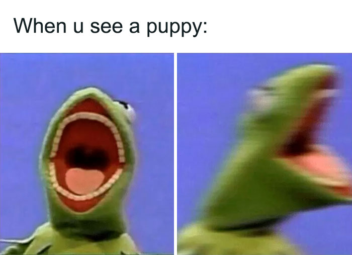 funny memes kermit the frog
