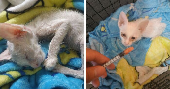 Guy Finds A Kitten Covered In Glue, Seeks Help From Reddit Users, And Provides The Kitten A Forever Home Following The Journey To Recovery