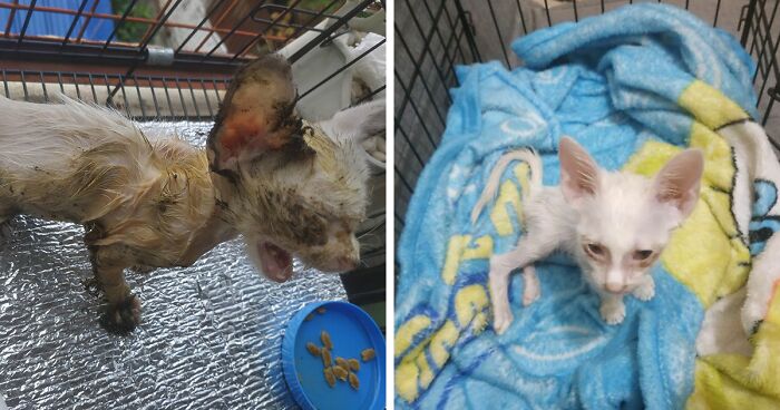 Guy Finds A Kitten Covered In Glue, Asks Reddit Users For Help And Saves The Kitten By Giving Her A Forever Home