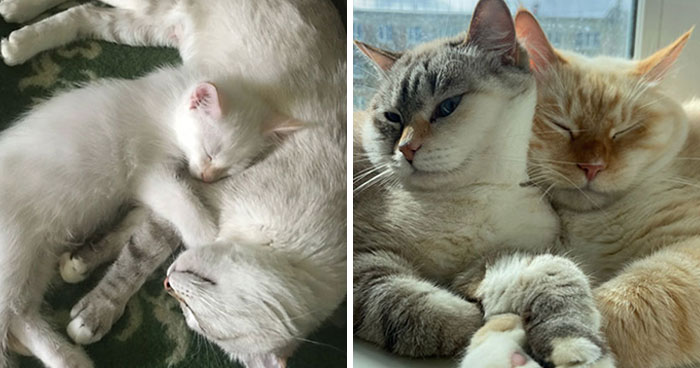 45 Wholesome Pics Of Kittens Growing Into Cats, As Shared On This “Cat Grows” Group (New Pics)