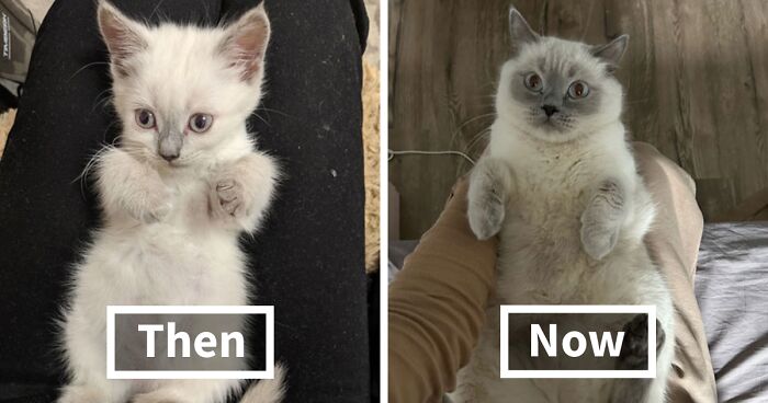 45 Heartwarming Photos Of Kittens Growing Into Cats, Shared By This Online Community (New Pics)