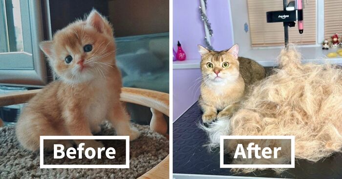 45 “Then And Now” Pics Of Adorable Kittens Turning Into Majestic Cats, As Shared On This “Cat Grows” Group (New Pics)