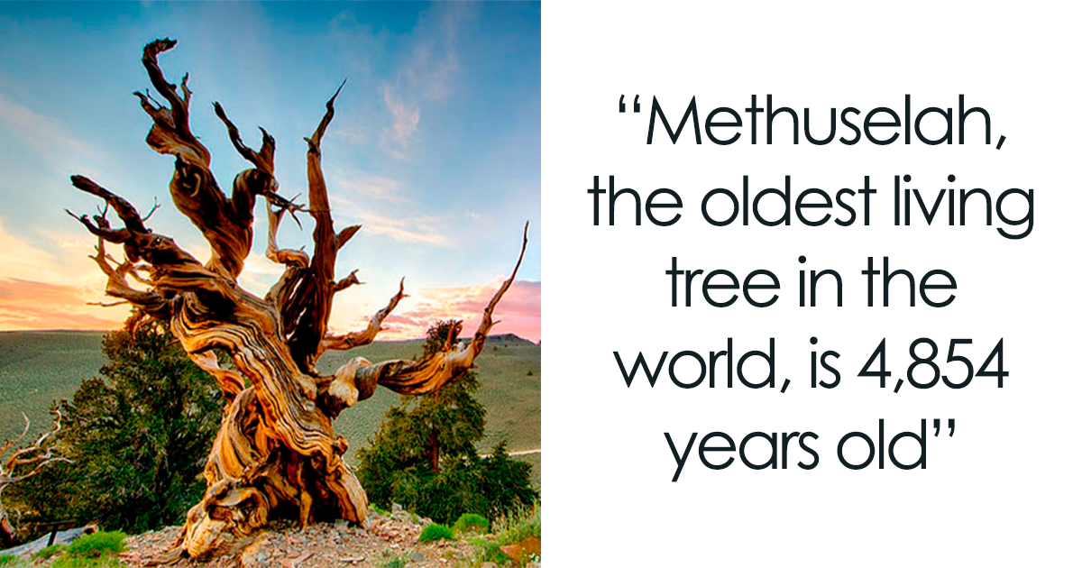 the oldest tree in the world