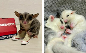 96 Pictures Of Sugar Gliders That Got Us Feeling Love