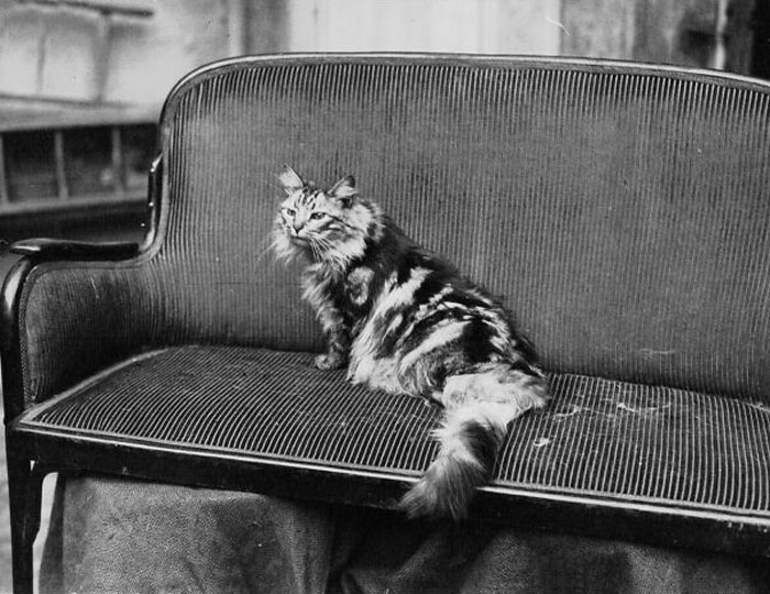 Beautiful Cat In A Cat Show, Salle Wagram