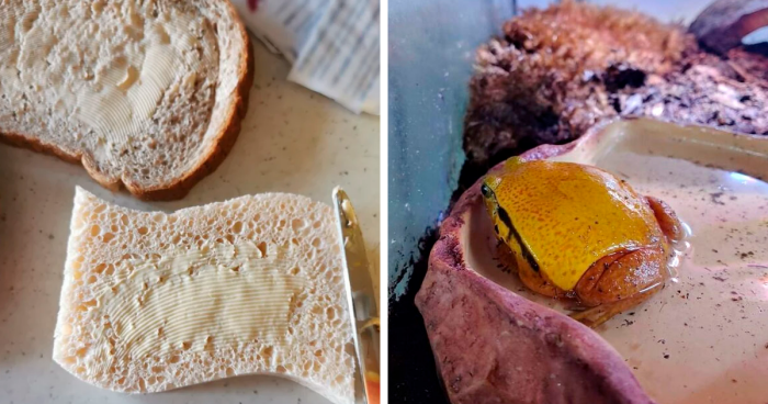 104 Times People Had To Do A Double Take When They Saw This ‘Forbidden Food’ (New Pics)