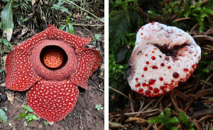 36 Strange Plants You Wouldn’t Want To Have In Your Garden