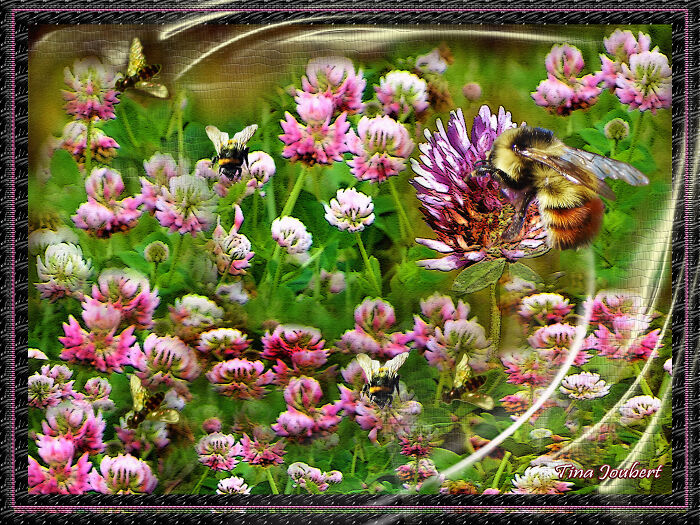 Bubble Bee Feeding Flight