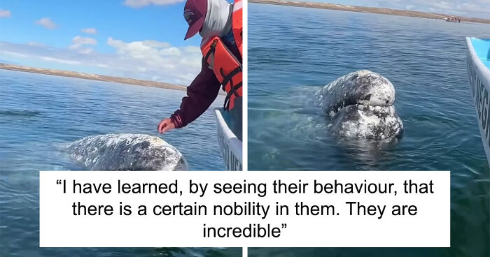 Incredible Moment As Whale Swims Up To Captain And Makes An Unusual Request Caught On Video