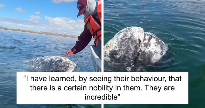 Incredible Moment As Whale Swims Up To Captain And Makes An Unusual Request Caught On Video