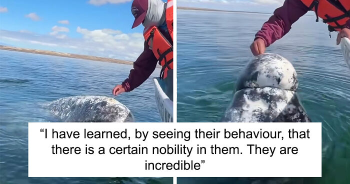 Incredible Moment As Whale Swims Up To Captain And Makes An Unusual Request Caught On Video