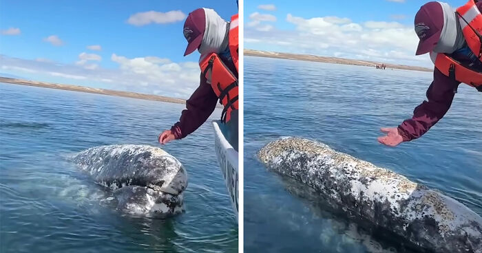 “They are incredible”: Captain Is Fascinated By Whales Who Ask Him For Help Removing Parasites