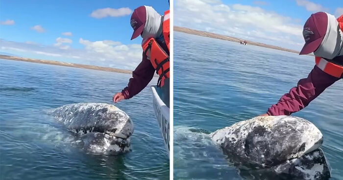 Whale Trusts Boat Captain And Approaches Him, Allowing Him To Remove Lice From Its Head