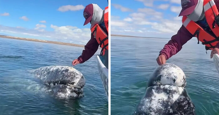 Incredible Moment As Whale Swims Up To Captain And Makes An Unusual Request Caught On Video