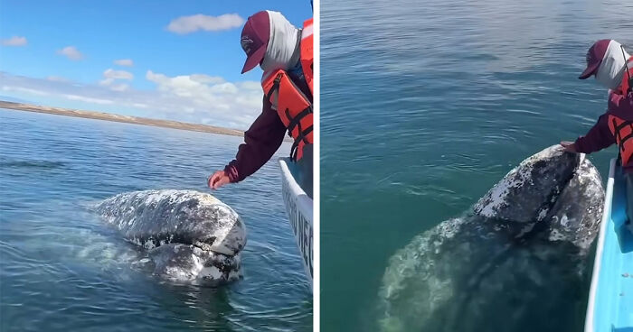 Incredible Moment As Whale Swims Up To Captain And Makes An Unusual Request Caught On Video