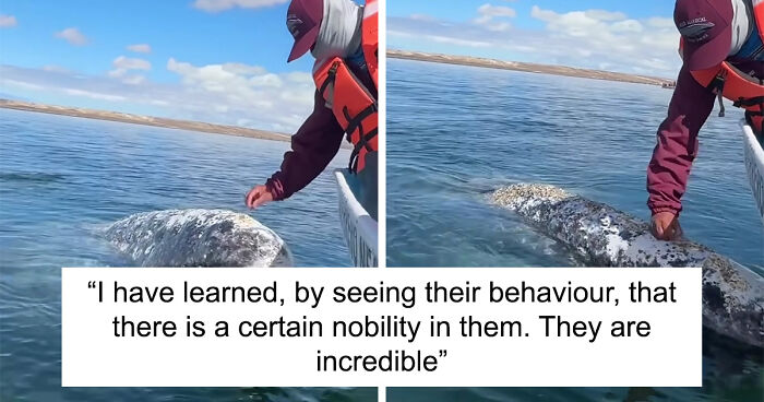 Whale Whisperer Captain Earns A Friendship With A Whale After Helping Her Out With Removing Lice